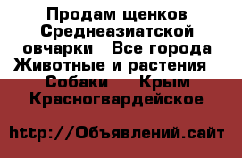 Продам щенков Среднеазиатской овчарки - Все города Животные и растения » Собаки   . Крым,Красногвардейское